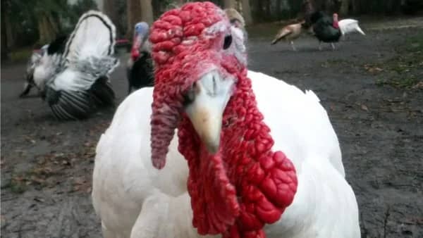 Turkeys Alive 5K Run/Walk