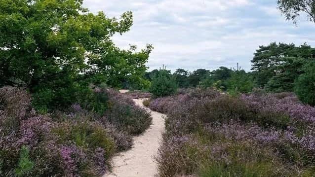 Kalmthoutse Heide (Heide to Essen, 26km)
