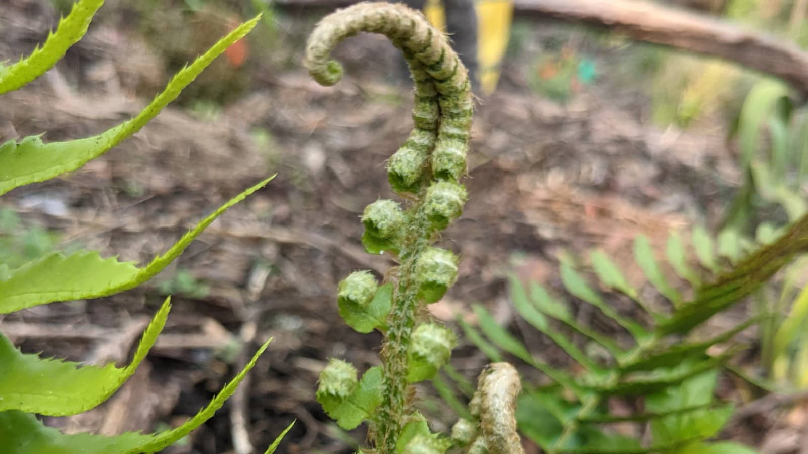 Habitat Restoration at Mt Davidson