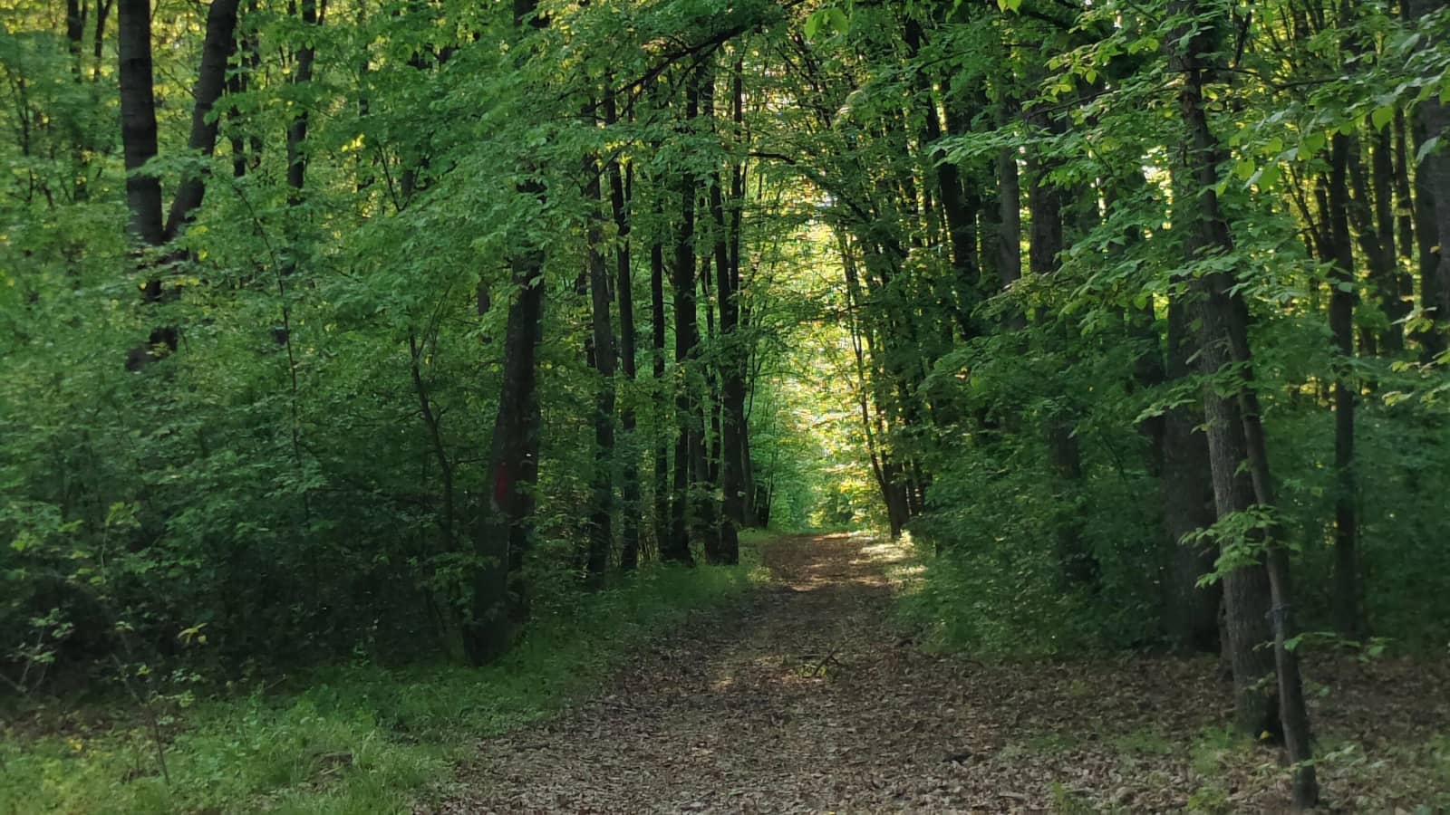 Intuitive Walk in Park. Energy experience in Park Bathurst/Sheppard