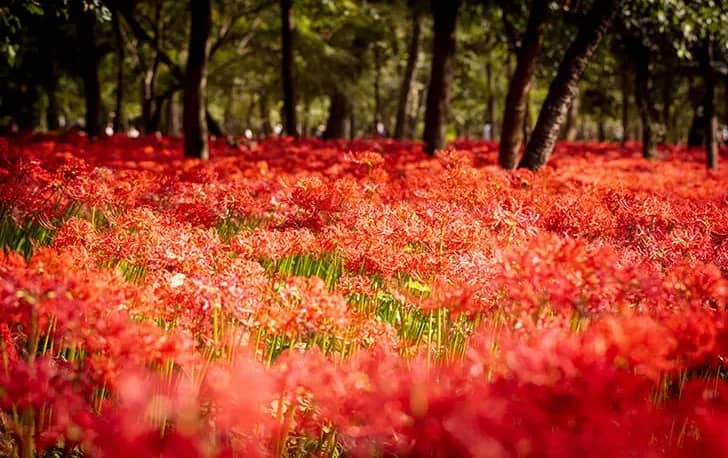 🌺🌳400,000 Red Spider Lily Festival👟🚶