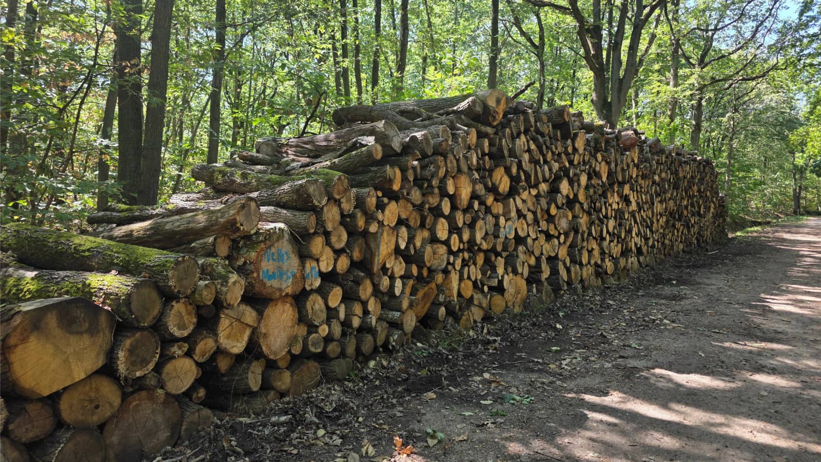 Randonnée Nature forêt de Rambouillet : La Rivière du Roi Soleil 15/16 km