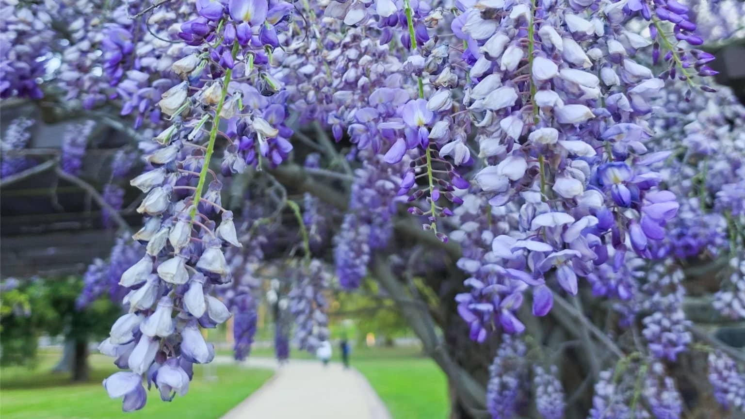 Day Trip to Berwick for Wisteria Bloom
