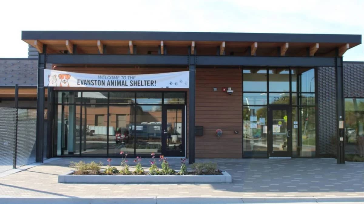 Pet Poetry with the Evanston Animal Shelter