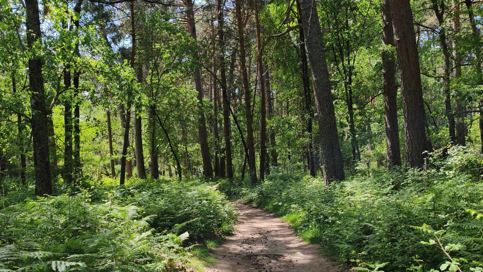 Bosque, río y pozas, plan perfecto para escapar del calor. Nivel Basico Dom 6