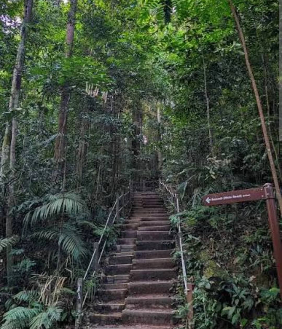 🥾Singapore’s highest natural point -  Energizing Briskwalk up Bukit Timah Hill