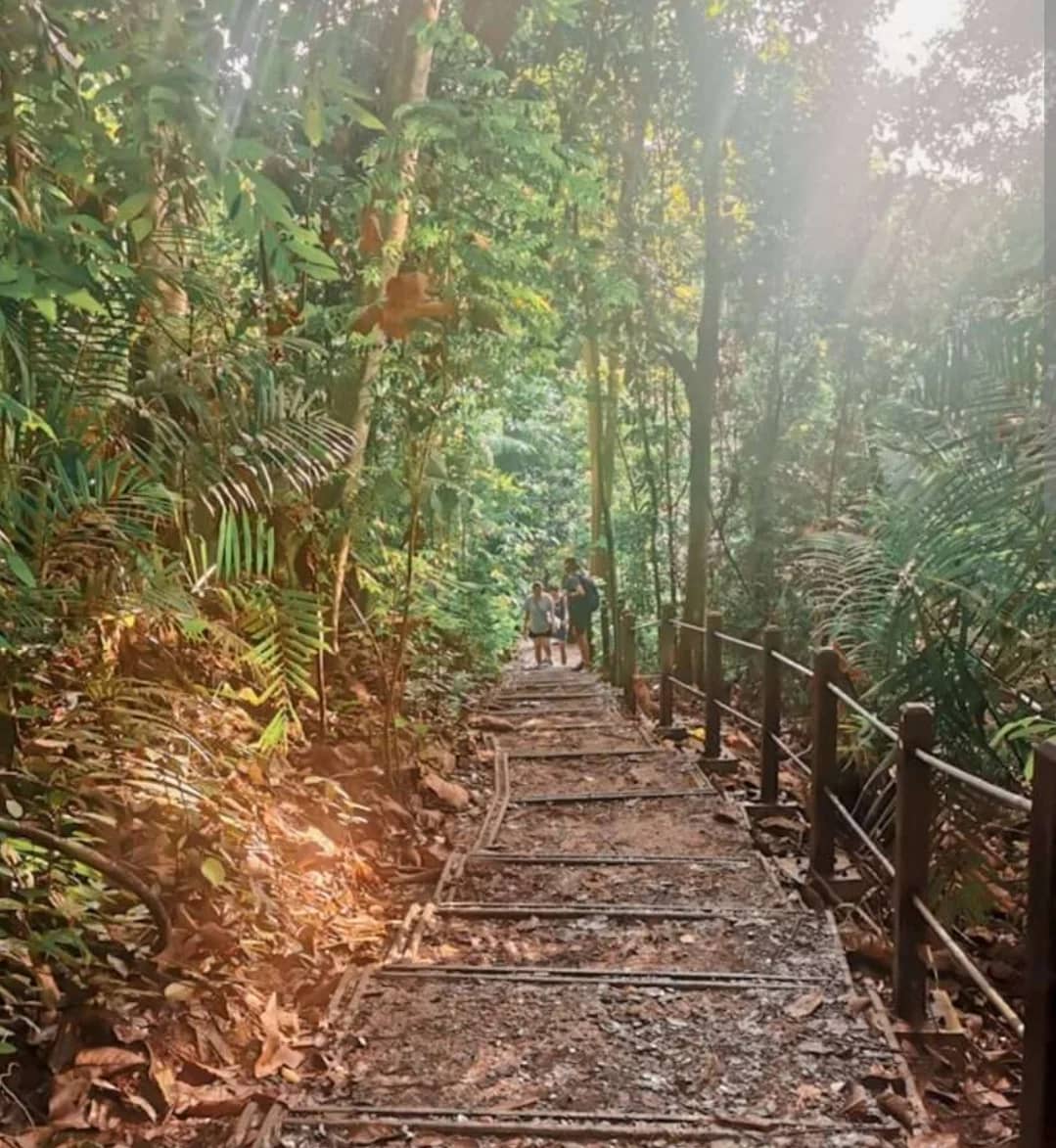 🌿 Bukit Timah Guided Brisk Walk – Jade Mountain Expedition Training 🥾