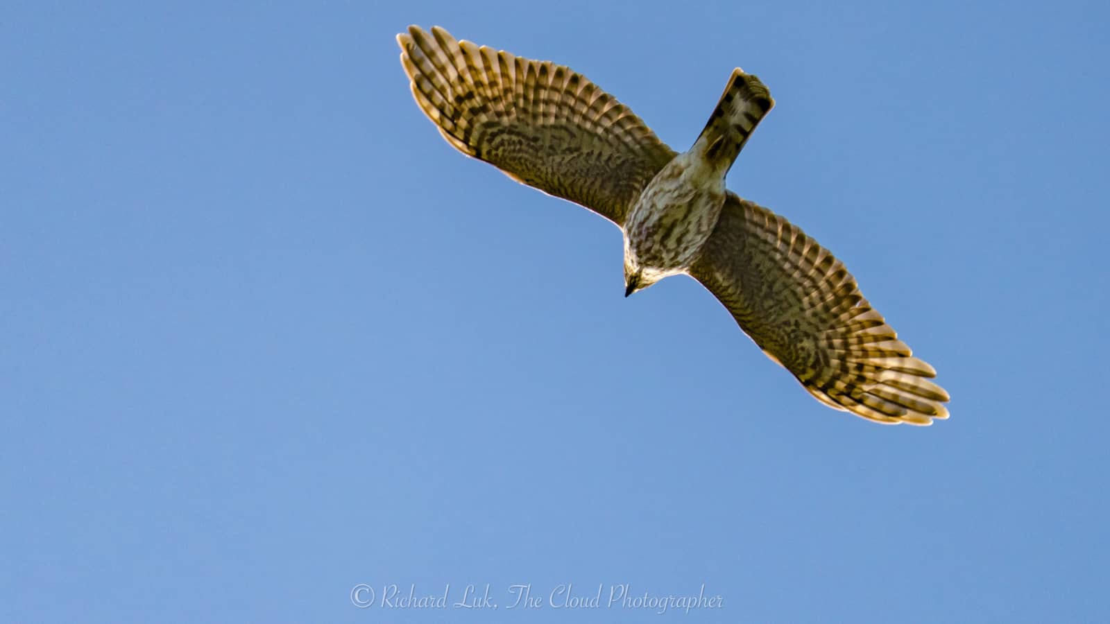 Monthly Bird Walk - Everett Crowley Park