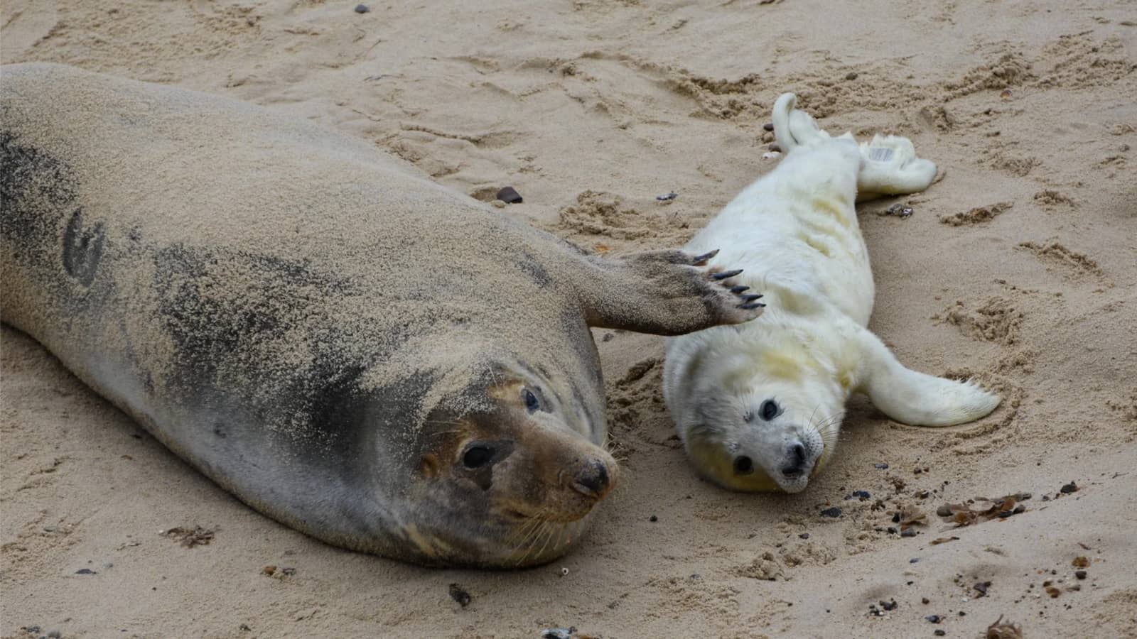🦭 Hike to Atlantic Grey Seal Pups – Britain's Wildlife Safari