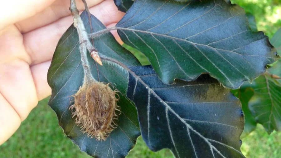 Parque del Oeste y de La Bombilla: Curso de Iniciación a la Botánica