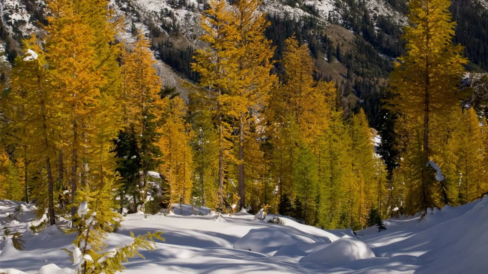 Larches at Ingalls