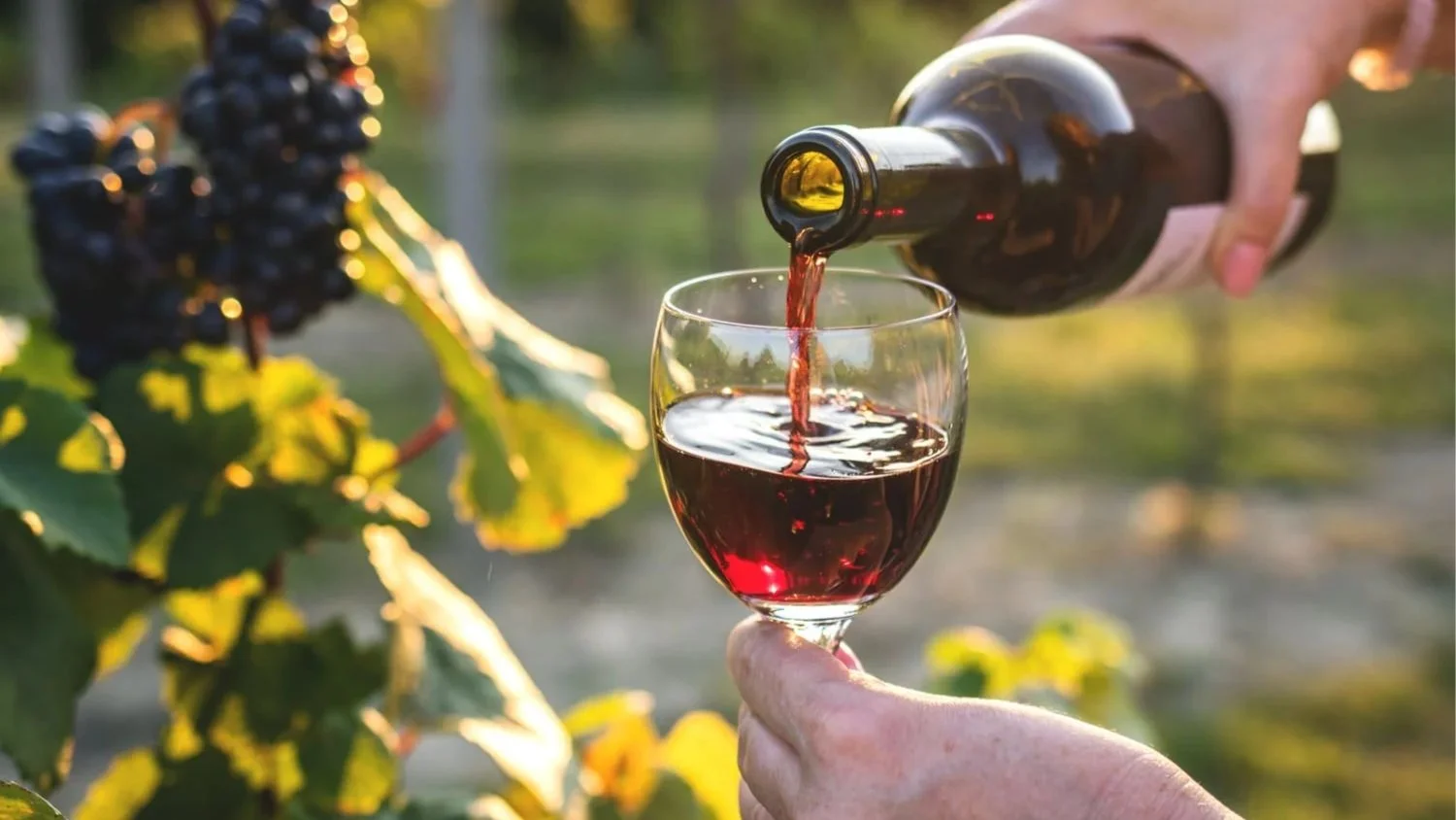 Visita Viñedo y Bodega en Ribera del Duero – 3 de Octubre