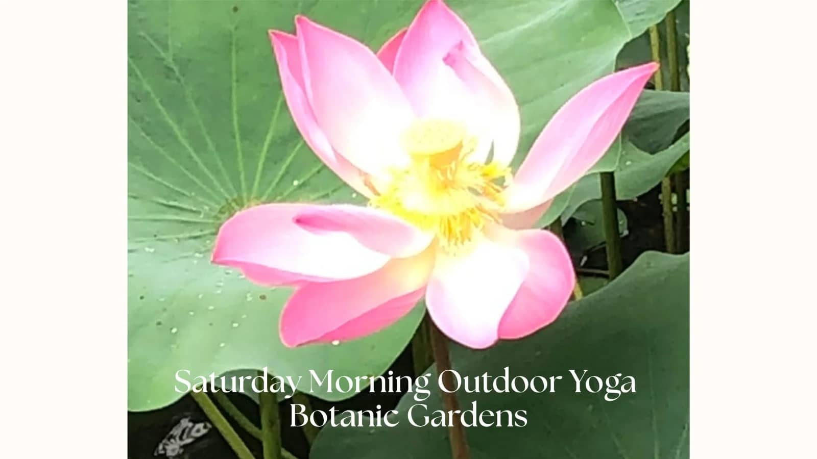 Saturday Morning Outdoor Yoga (Beginners)@Botanic Gardens