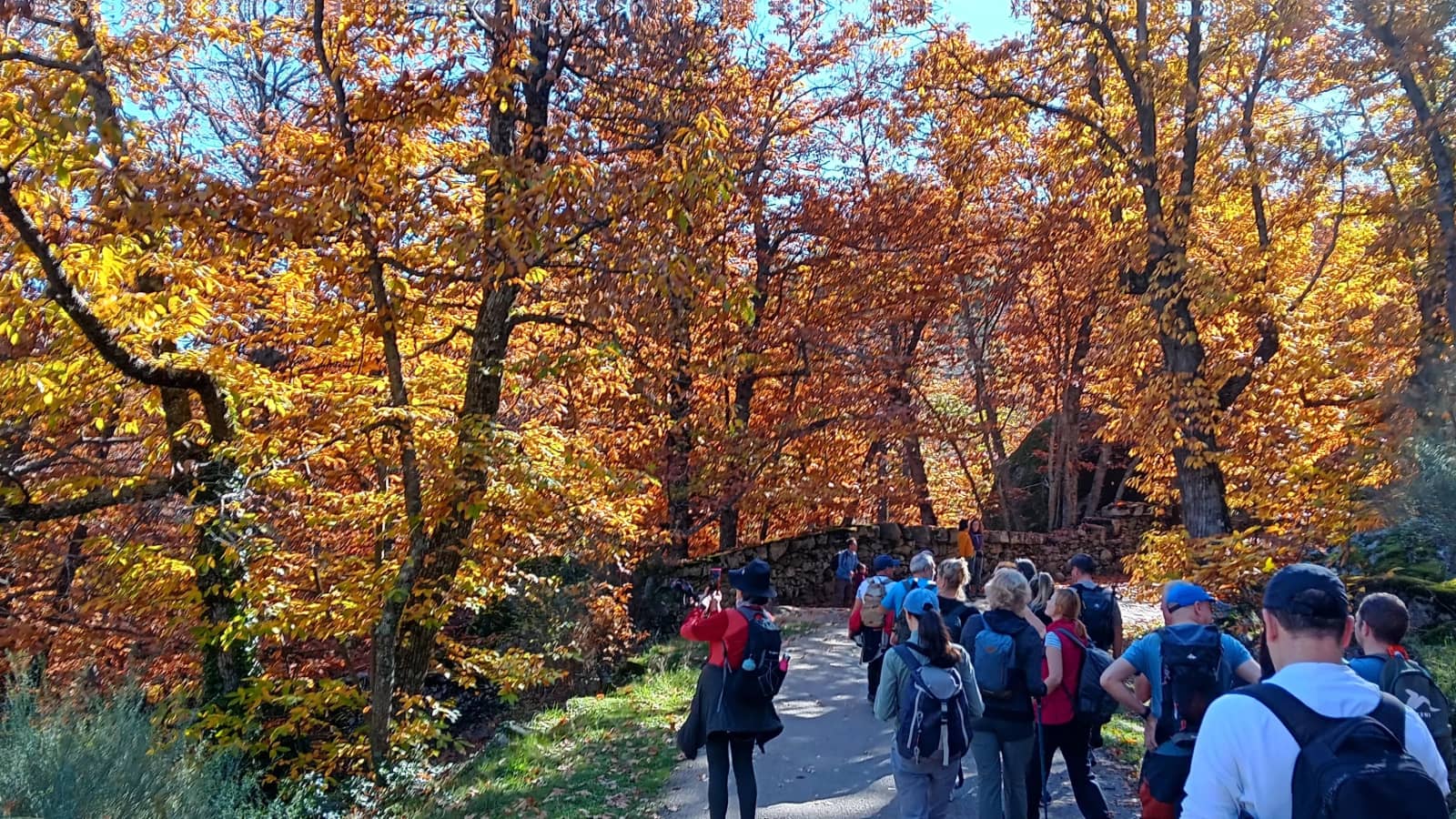 D 18: Otoño en los castañares y robles del Escorial, La Herrería N Medio Básico.