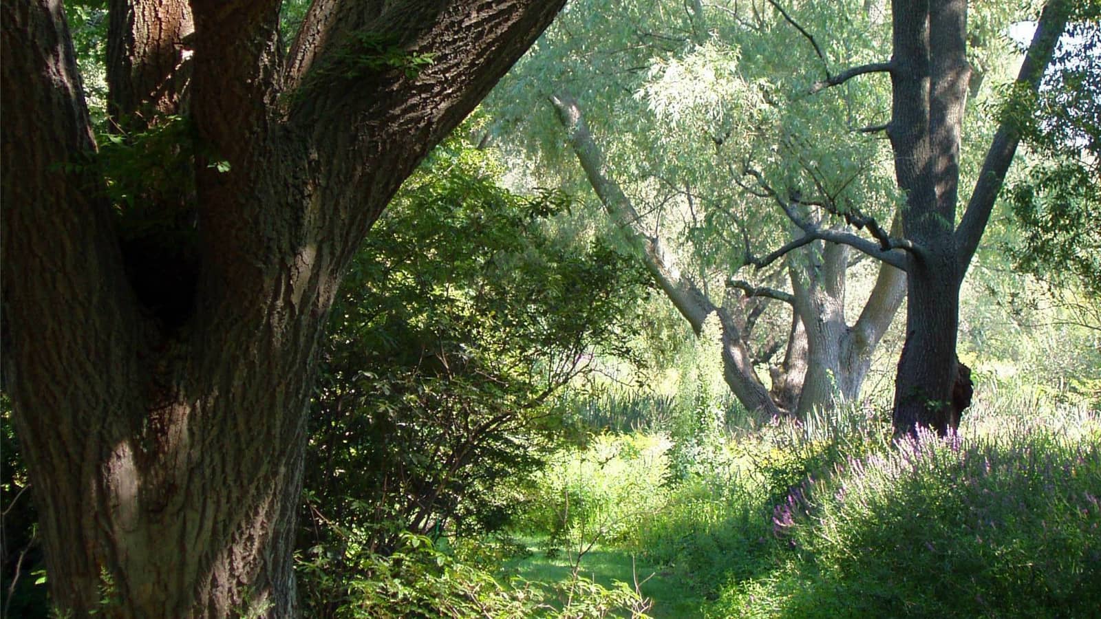 Nature Walk, Arnold Arboretum