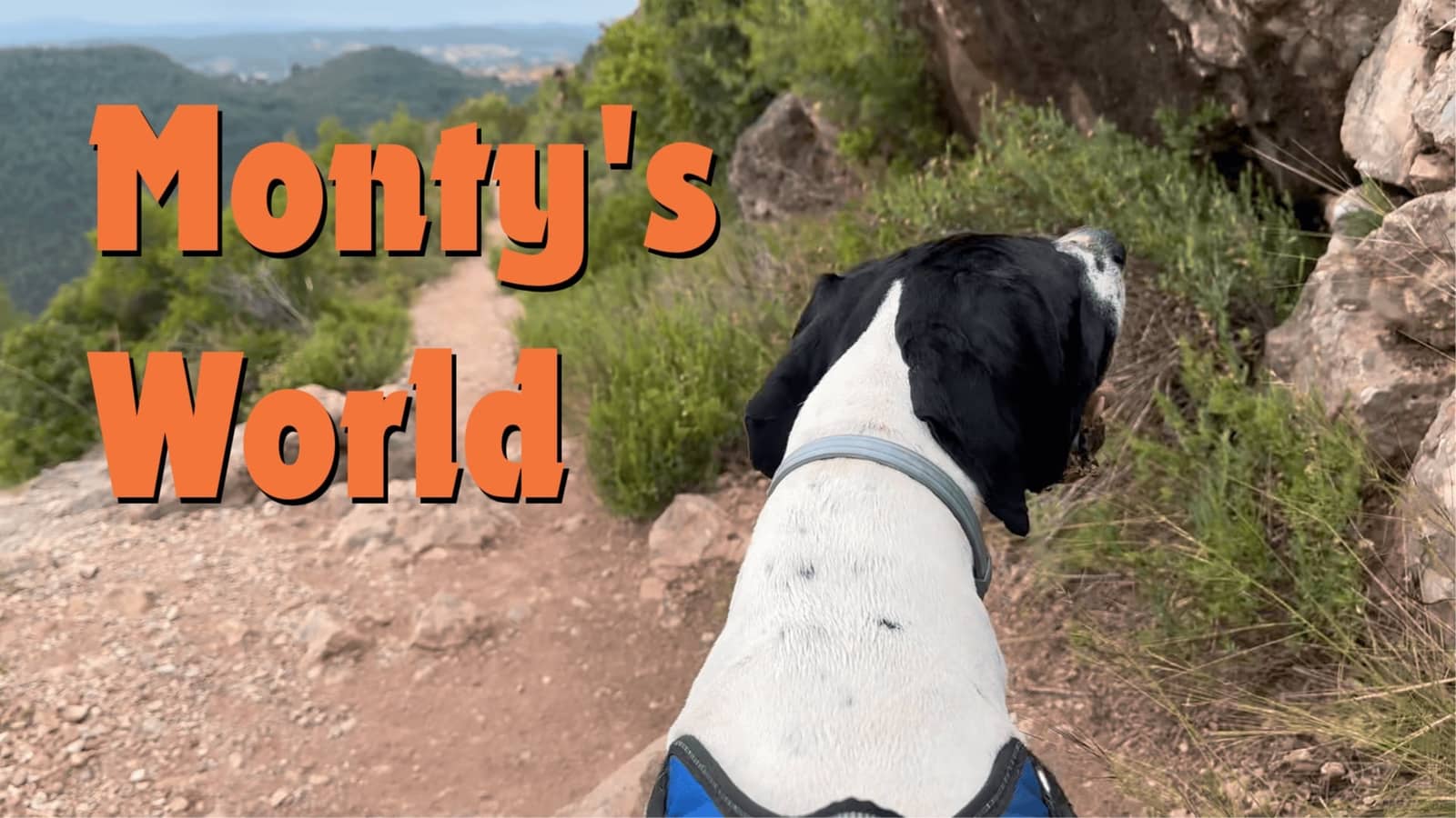 What does it feel like to be a dog? And can ChatGPT feel anything?