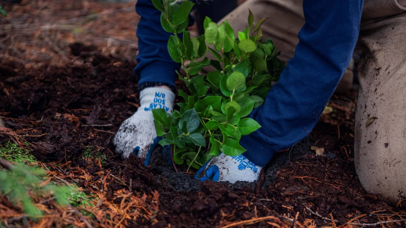 EcoBlitz - Grouse Mountain Regional Park, Understory Restoration