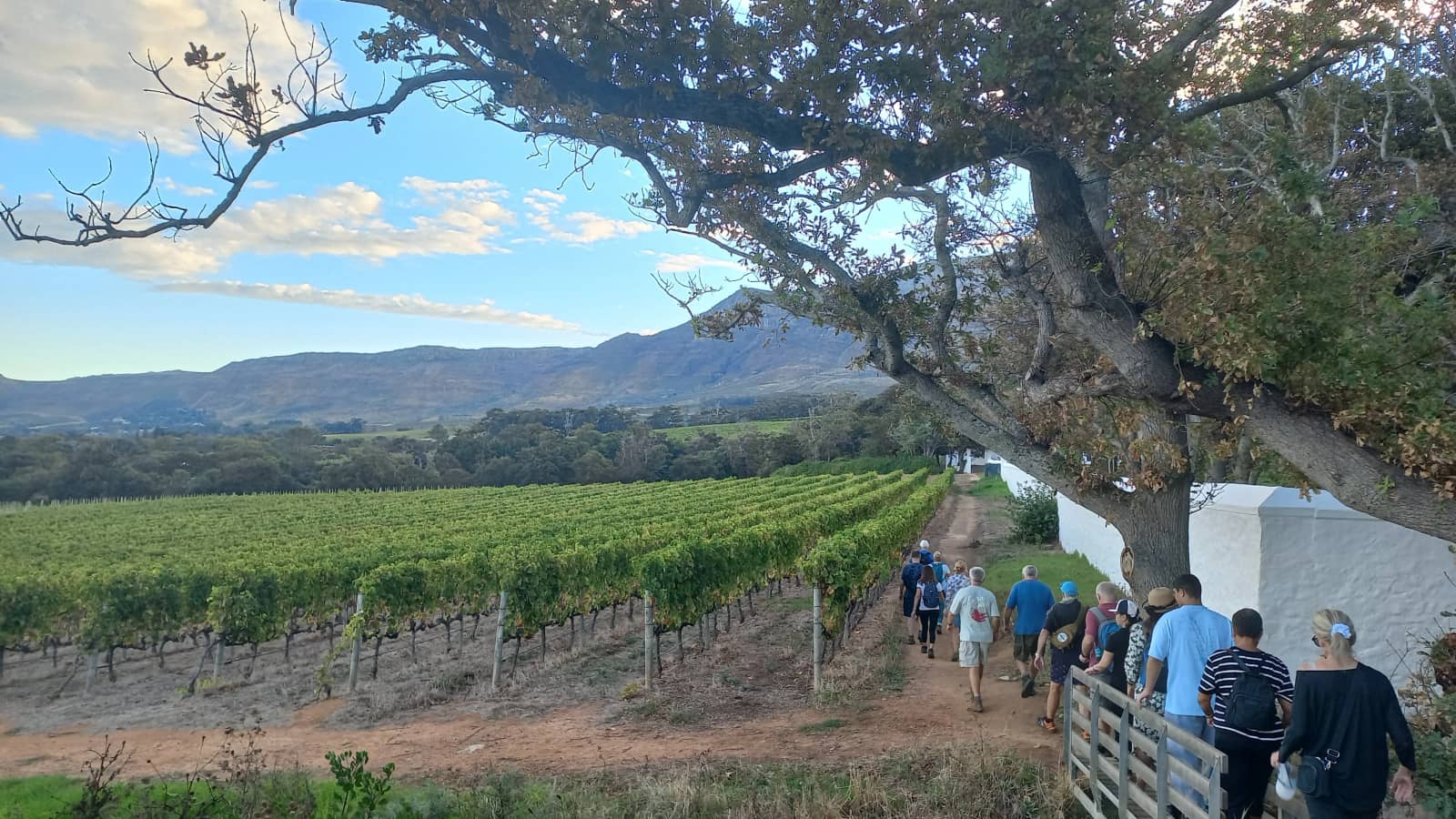 Peddlars to Groot Constantia Walk