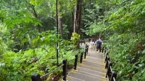 🌿 Bukit Timah Guided Brisk Walk – Jade Mountain Expedition Training 🥾