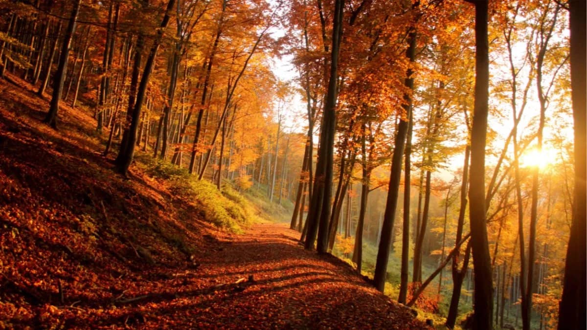 Celebrate the Autumn Equinox With Us