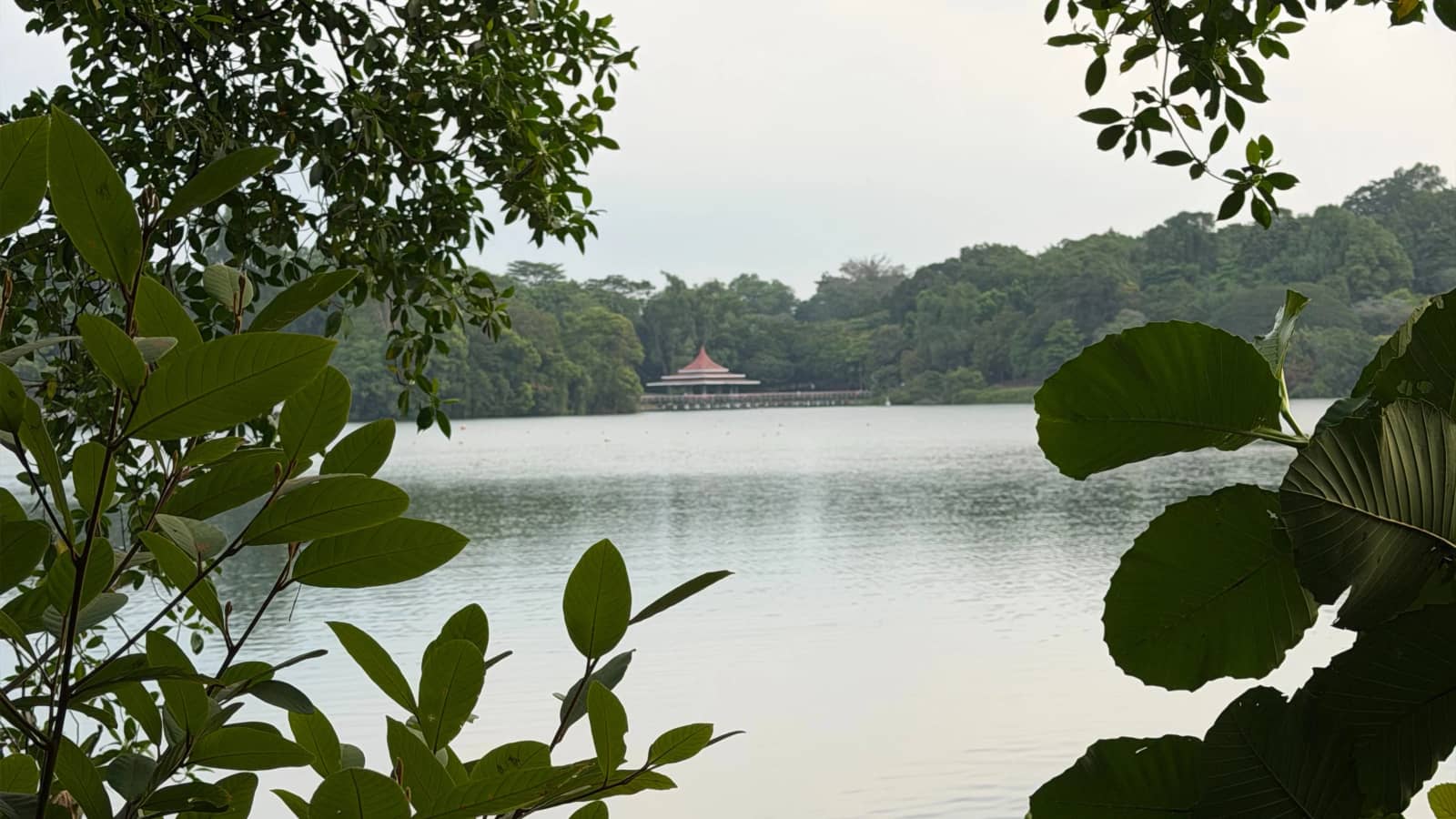 MacRitchie Social Run Sunday