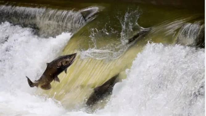 Salmon Run @ Etienne Brulé Park