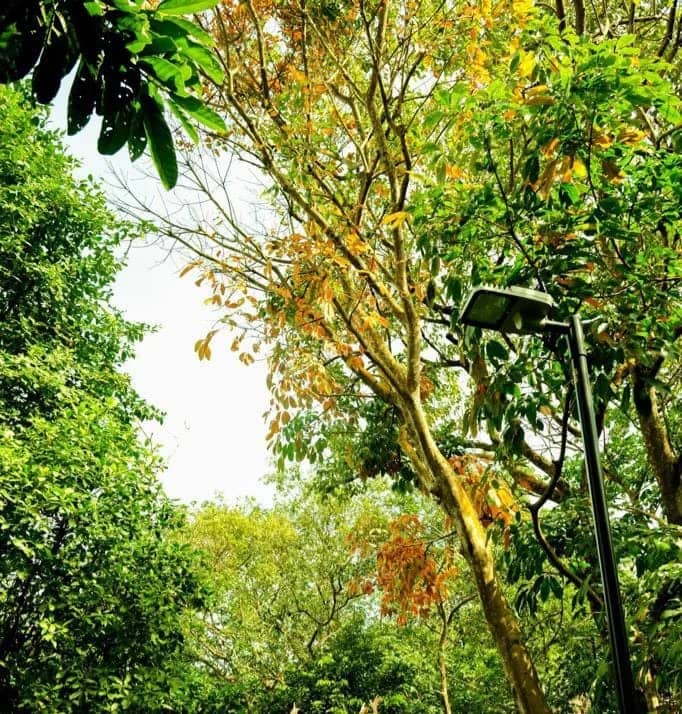 Pasir Panjang to Kent Ridge π³ + Dinner with live music πΆ