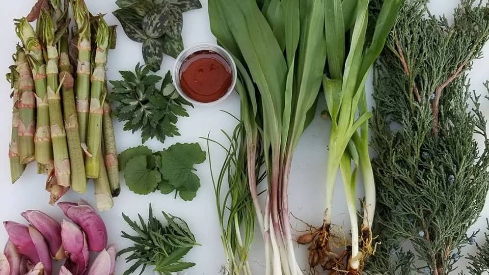 Lincoln Park, Chicago: Amazing Plants Identification Walk