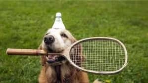 Saturday badminton - 11am (Lower Intermediate +)