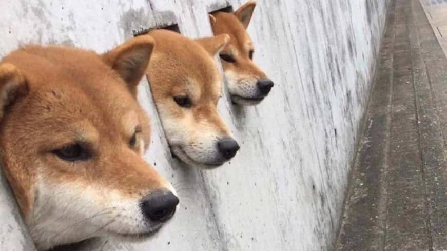 Dogecoin ATX - altcoin trading