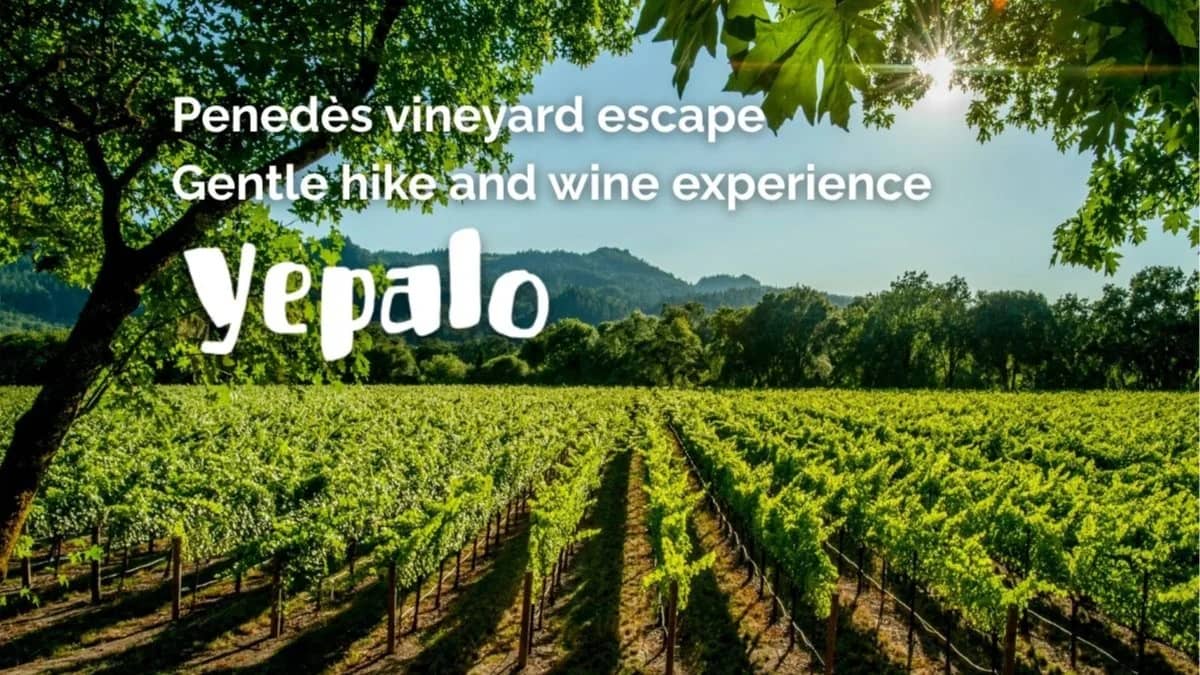 đˇđPenedès vineyard escape: Hike/Senderismo fĂĄcil+Winery Tour+cata/tasting