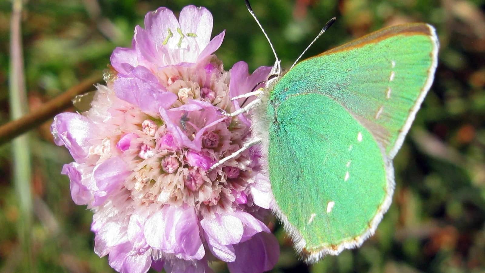 Green Hairstreak Corridor Workday: all about pruning