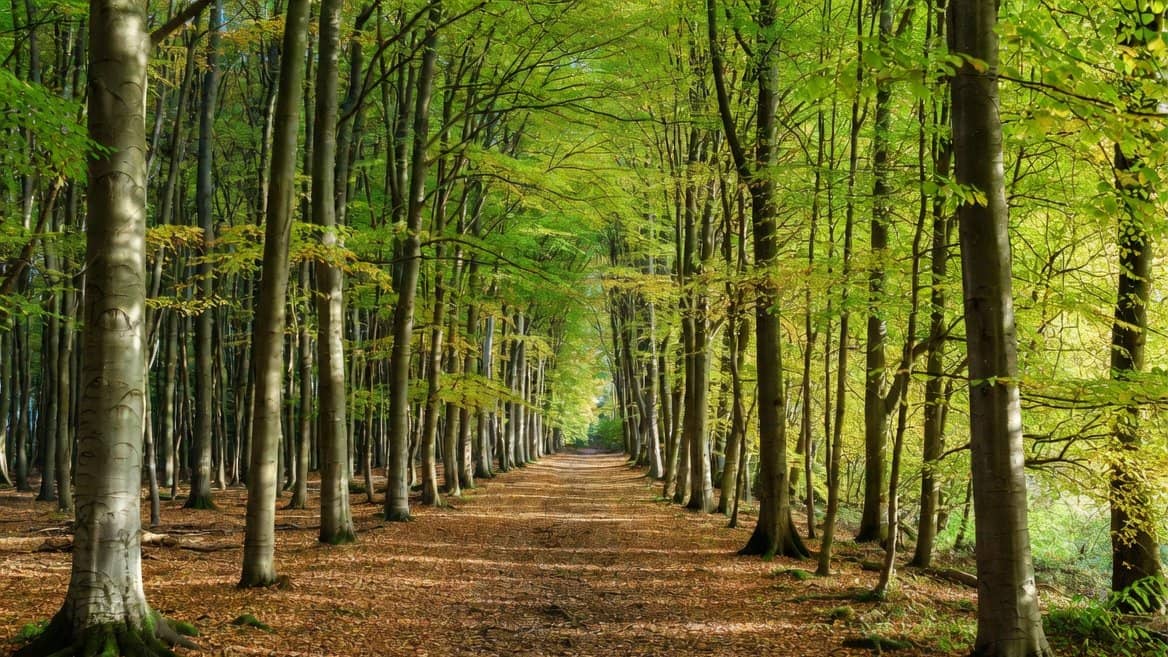80km vers la cathédrale de Chartres † 🌙 🥾 🌳