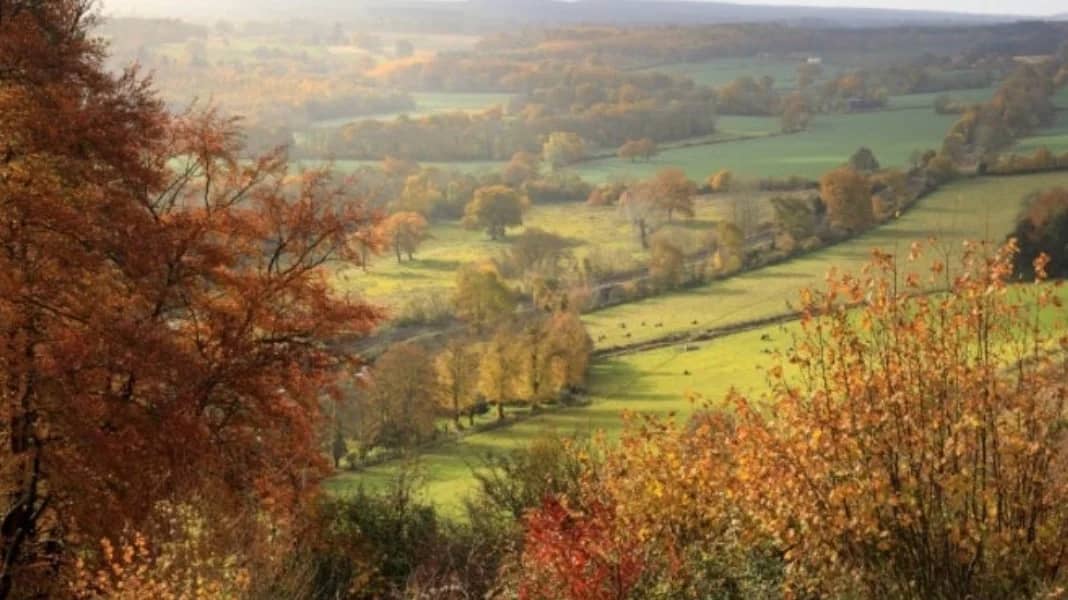 WALK: Witley to Godalming : The Surrey hills 🦔🦊🍂🍄