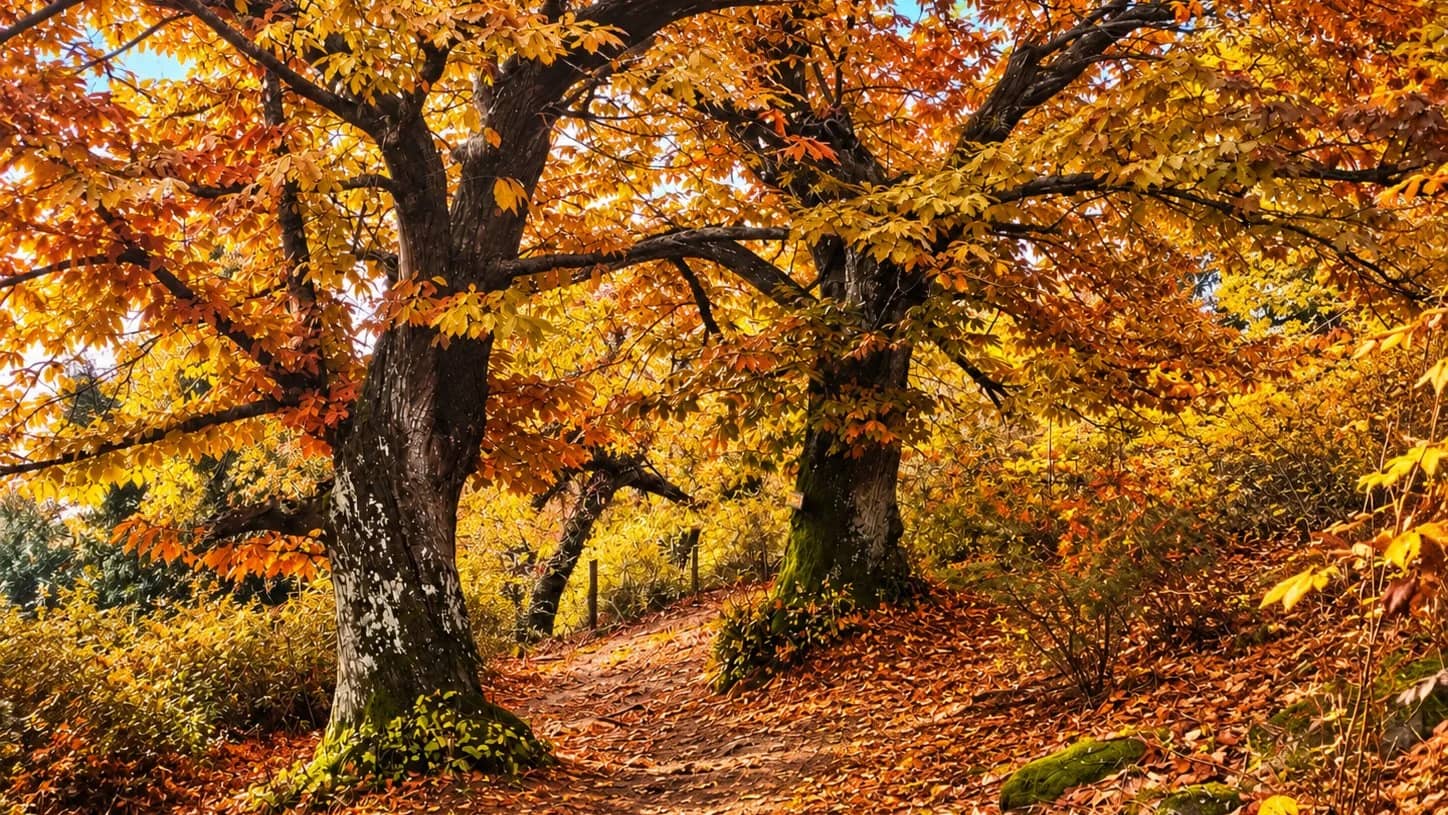 🍁 EL CASTAÑAR ENCANTADO DE ROZAS DE PUERTO REAL 🌰🍂 Niv Bas+ Sab 24