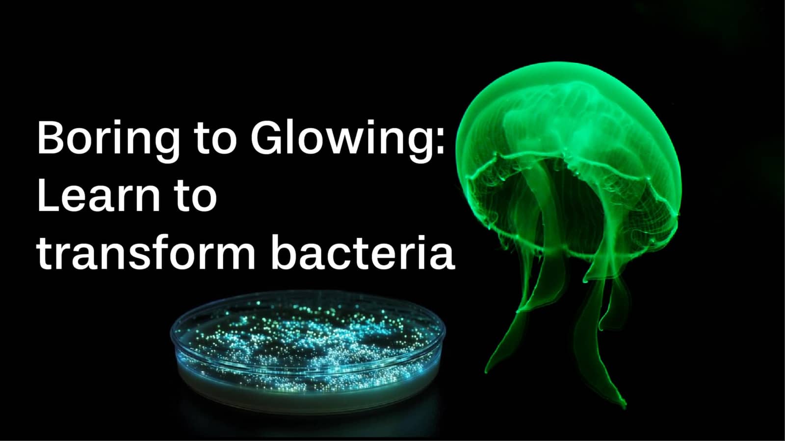 Boring to Glowing: Learn to transform bacteria