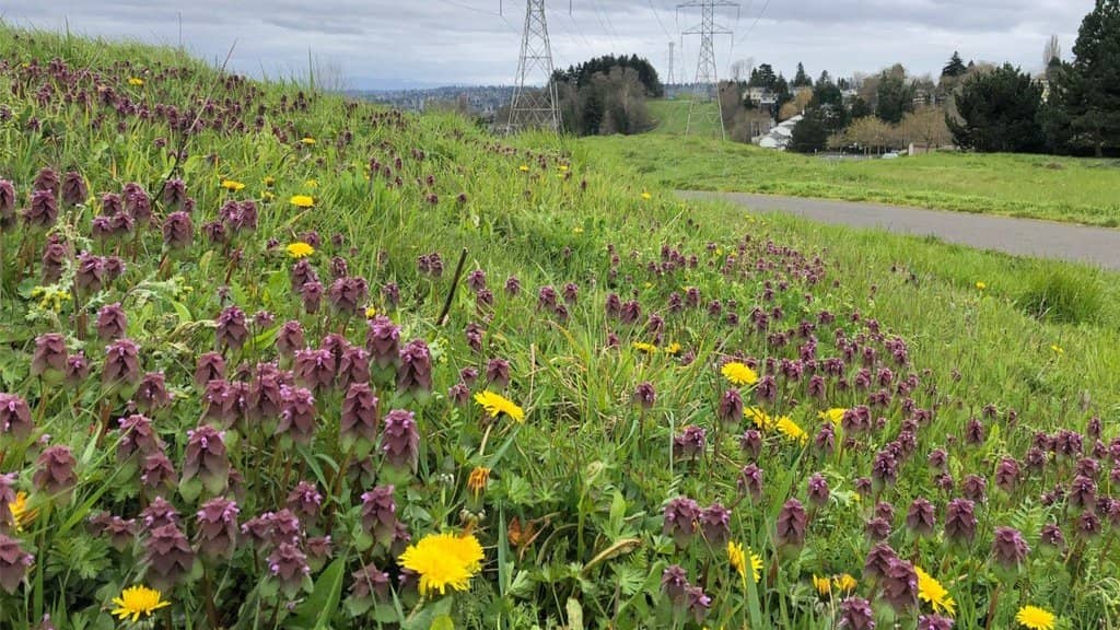 Vegan Urban Hike