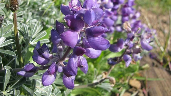 Native plant habitat restoration at Grandview Park