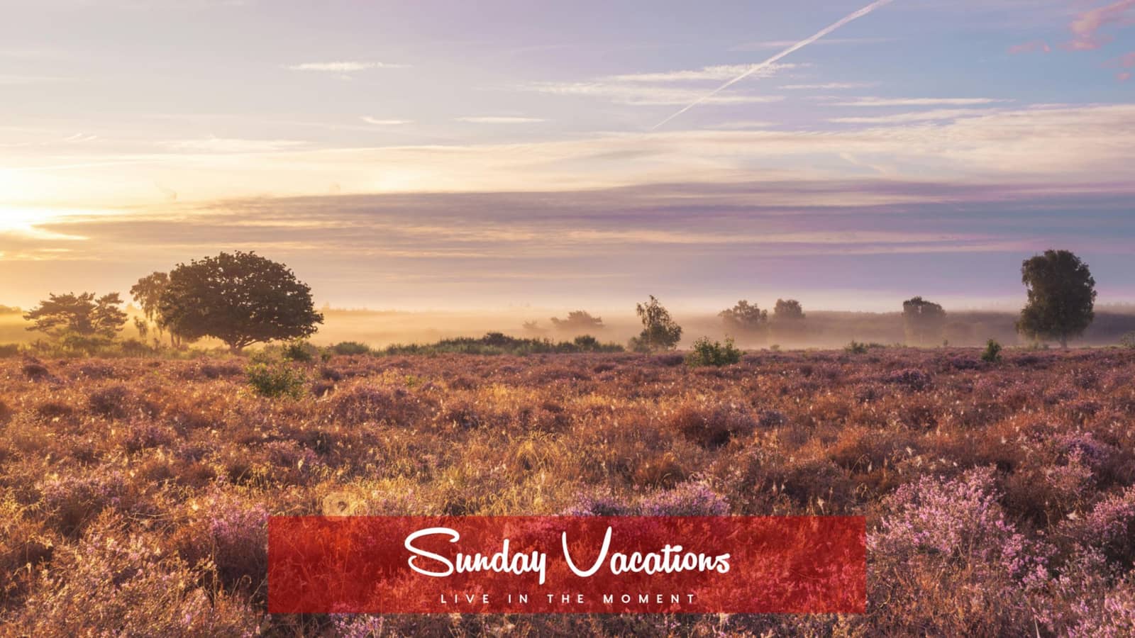 💜 Purple Heath & Golden Hour — Mechelse Heide Hike