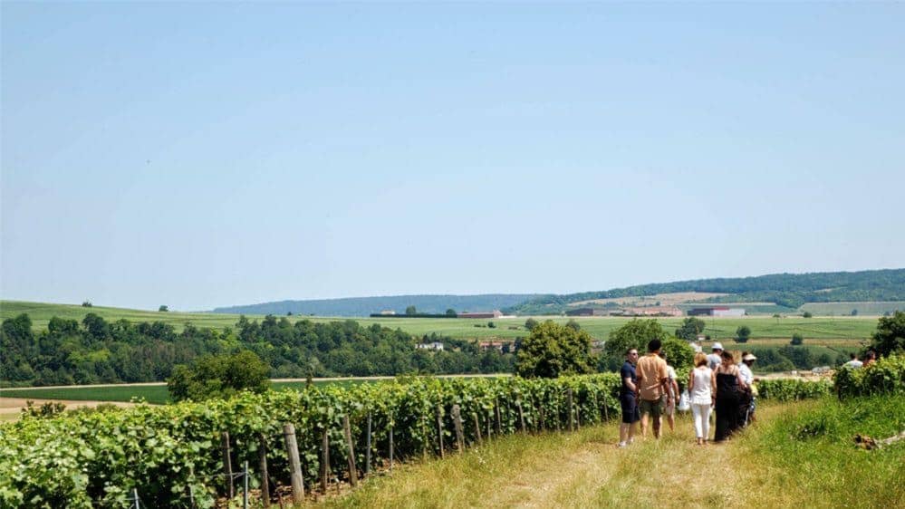 ๐ฅพ๐ Cool Escape! Bilingual Hike: Champagne Vineyards, Seine-et-Marne