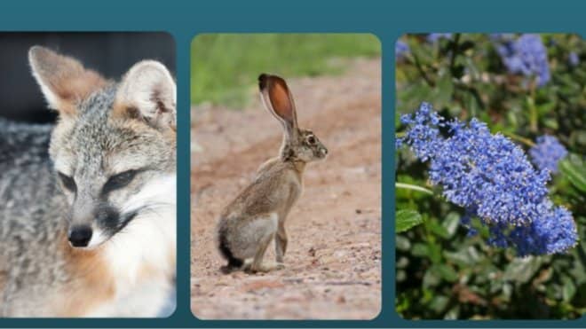 Cohabitating with Wildlife in The Bay