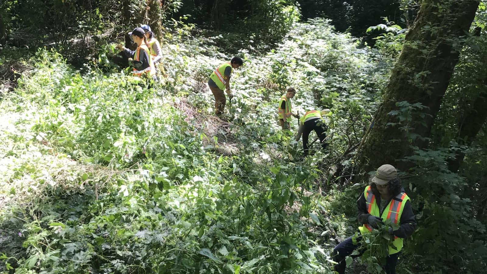 Everett Crowley Park Indigenous Species Planting