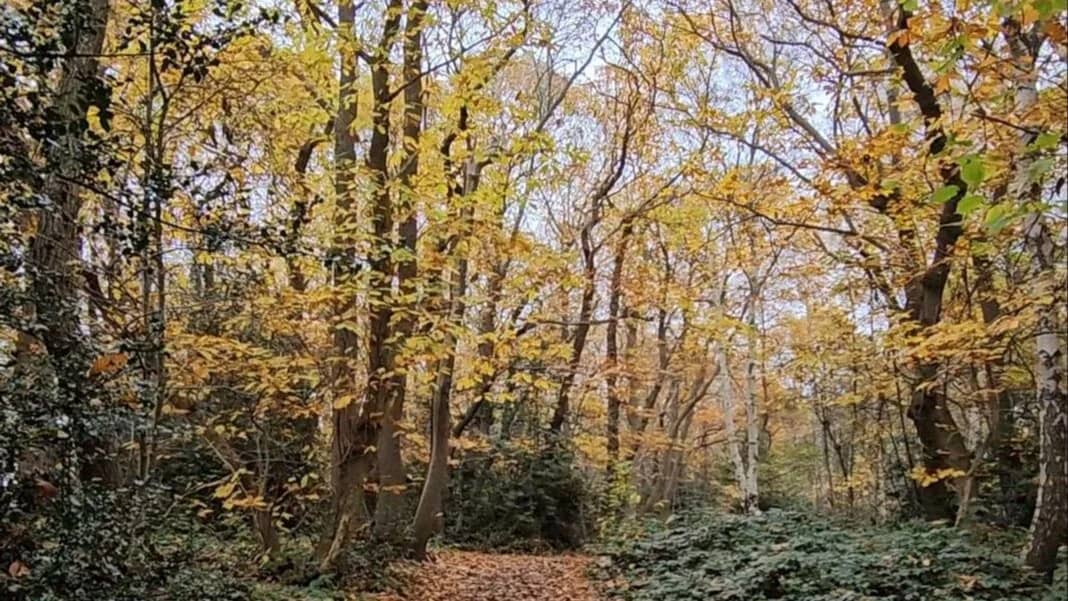 Old Bexley to Petts Wood Walk