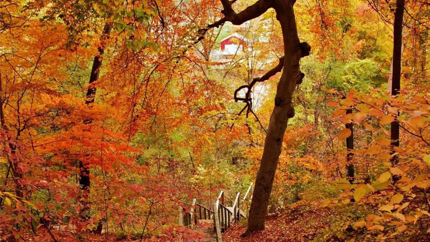 Don Valley Ravine Hike Oct. Autumn Leaves