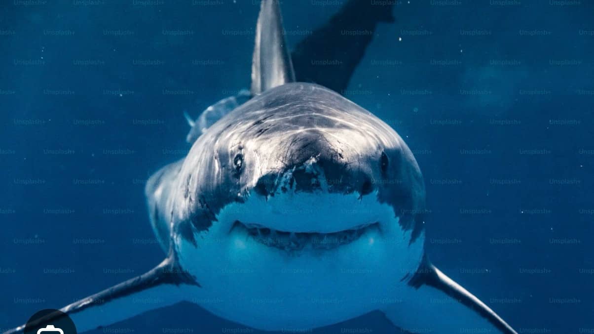 *SOLD OUT* LECTURE: IT’S GOING TO BE A SHARKY SUMMER with DR. CHRIS LOWE