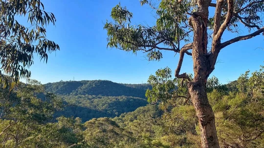 🌲 Day Out - Hornsby Height to Tunks Ridge Circuit & Quarry Park 🌿 🐿️ 🌼 🦜