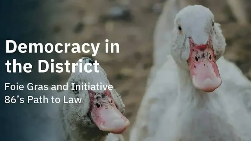VSDC Attends "Democracy in the District: Foie Gras and i86's Path to Law"