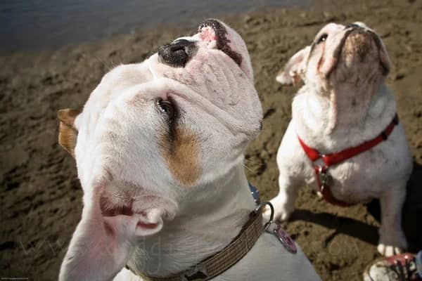 The San Francisco English Bulldog Monthly Meetup