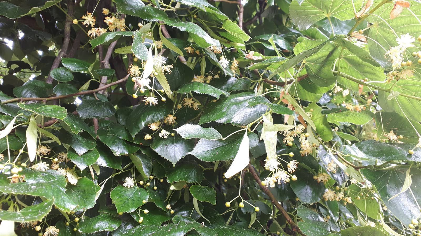 August Urban Herbology Foraging in Amsterdam