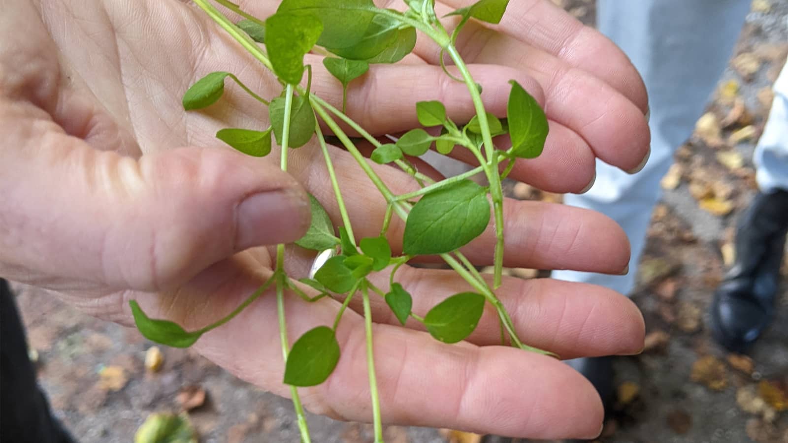 September Urban Herbology Foraging in Amsterdam